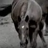 Centro Ippico Riviera Horses