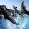 Acquario Cattolica Le Navi - Oltremare Riccione