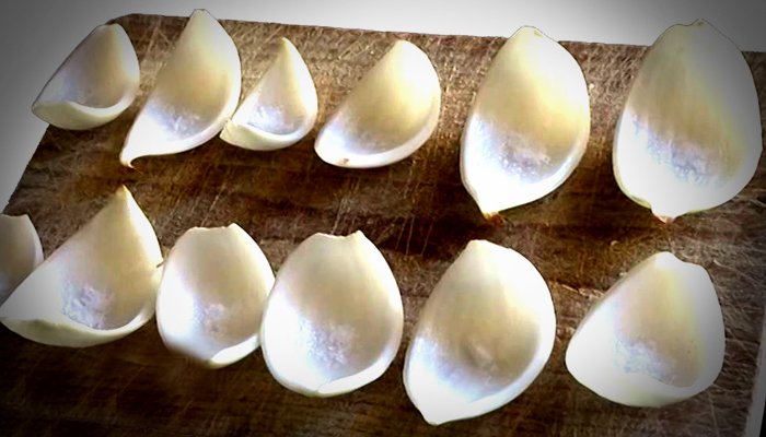 Il calendario delle cipolle