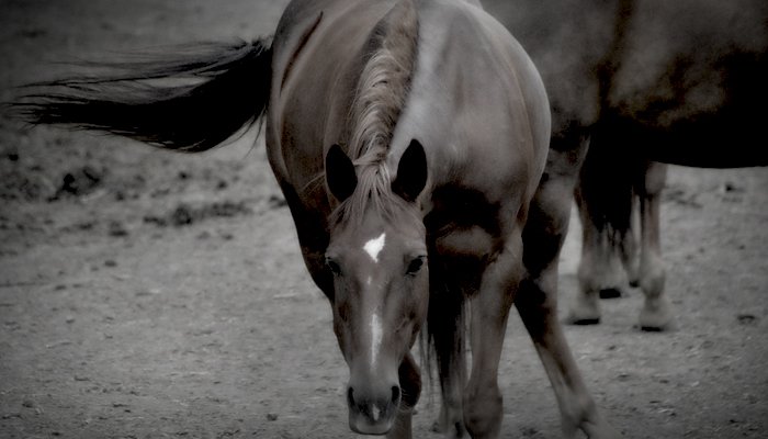 Centro Ippico Riviera Horses