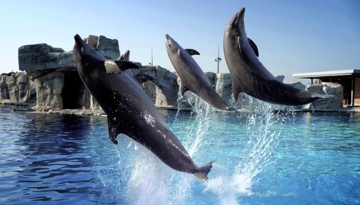 Acquario Cattolica Le Navi – Oltremare Riccione