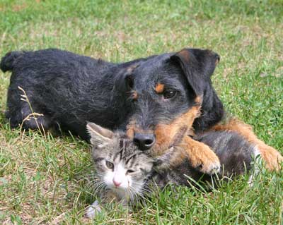 Veterinari a Cattolica