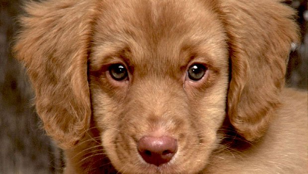 Cani in spiaggia Cattolica