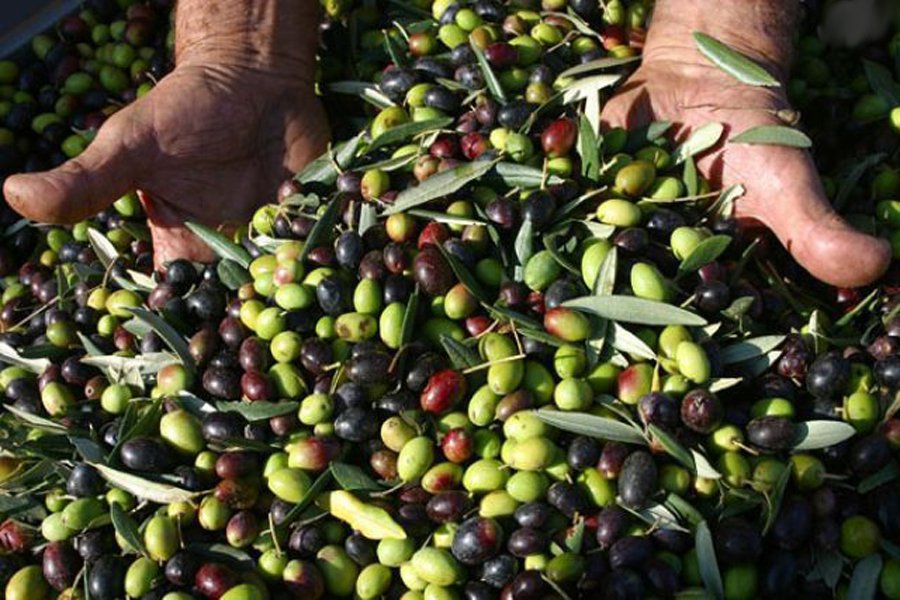 Fiera dell’Oliva e dei prodotti autunnali di Coriano