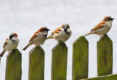 Gli uccelli ed il tempo che farà