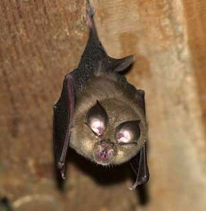 Grotte di Onferno e il territorio