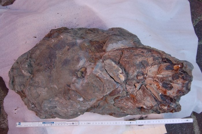 Dinosauri in Valmarecchia