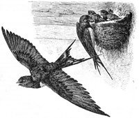 Valconca – I scuriva isè