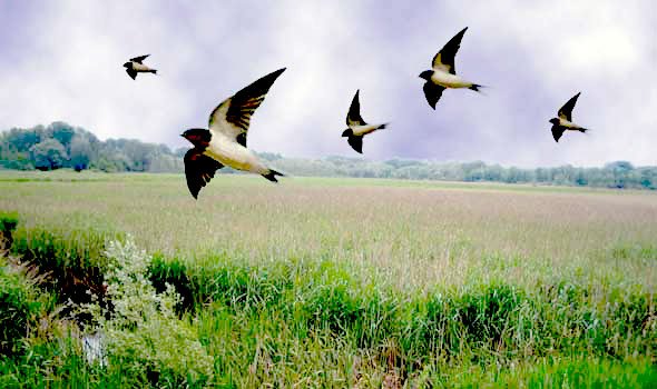 Marano – E’ fiòm